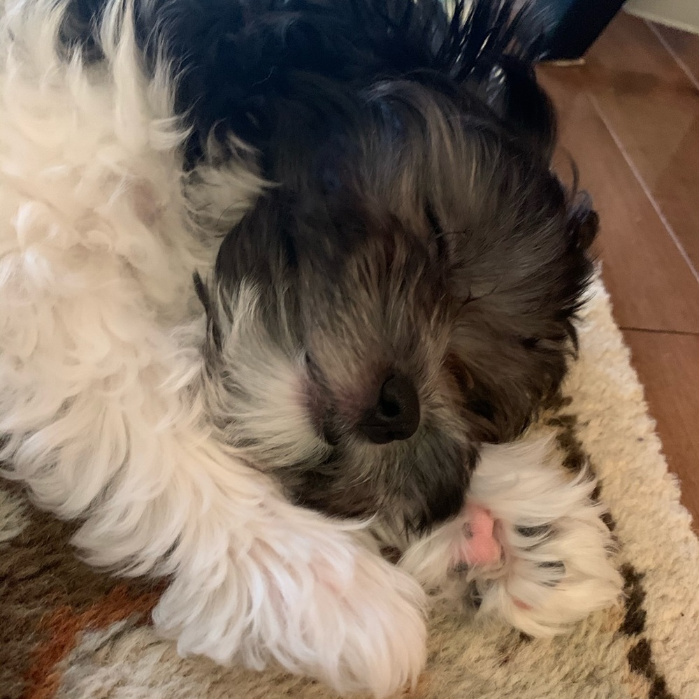 Meet your Posher, Sophie
